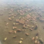 【画像】X民「田んぼの中がお風呂の水と同じくらい熱く、ザリガニが大量に茹で上がってた」