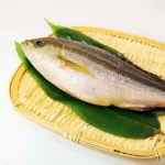 【朗報】マジでイサキって美味すぎないか？ｗｗｗｗｗｗｗｗｗｗ