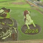 大谷翔平選手の「田んぼアート」が見頃 岩手 奥州