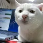 【朗報】淫夢語録で猫を愛でることが出来ることが判明！