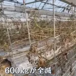 【悲報】トマト「暑すぎンだわ」→600kg全滅