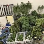 【朗報】「大麻のようなにおいがする」通報で二人組を逮捕