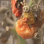 【悲報】トマト「暑すぎンだわ」→600kg全滅ｗｗｗｗｗｗ
