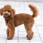 【悲報】コーギー犬、トイプードルは殆どがシッポ切られてます←衝撃だわｗｗｗｗｗｗｗ