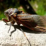 【悲報】公園「セミの幼虫を食用目的で獲らないでください」←これｗｗｗｗｗｗｗｗｗｗ