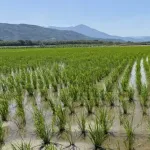 【悲報】石破「今からコメを増産する!」　玉木「もう田植え終わってますよ?」　石破「」