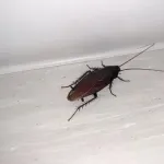 【悲報】冷蔵庫の中にゴキブリが逃げ込んだかもｗｗｗｗｗｗｗｗｗｗｗｗｗｗｗｗ