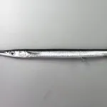【画像】「ダツ」とかいう魚、めちゃくちゃ鋭いお前らの想像の1.25倍鋭いｗｗｗｗｗｗｗ