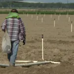 【悲報】アメリカの農家、移民がいなくなったので人不足で収穫できず野菜や果物が腐るｗｗｗ