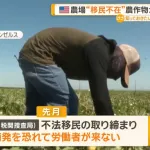 【悲報】アメリカの農家、移民がいなくなったので人不足で収穫できず野菜や果物が腐るwwwww