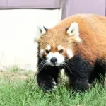 【悲報】中国にパンダを全て返還した和歌山さん、代わりにレッサーパンダを展示ｗｗｗｗ