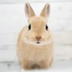 【画像】俺が飼ってるウサギ、可愛すぎるｗｗｗｗｗｗ