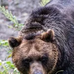 なんG民が思いつくヒグマ対策