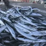 水産庁「あかん秋刀魚が獲れへん…せや！船をでっかくすればもっと獲れるやろ！」