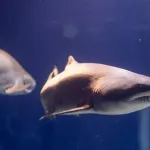 サメの裏側怖すぎる