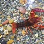 【悲報】ザリガニさん、機械に潰されておせんべいになる・・・・・・・・・・・