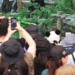 白浜町長「パンダいないから、台湾に代わりの動物頼んだら日本にいるのしかおらん🥺」