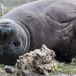 【動画】アザラシ、飼育員さんに甘えるｗｗｗｗｗｗｗｗｗｗｗｗ