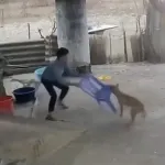 【動画】グエンさん、家に侵入した狂犬病持ちの野犬を撃退ｗｗｗｗｗｗｗｗｗｗｗ