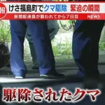 クマ駆除されたってよ→デカすぎてやべえ