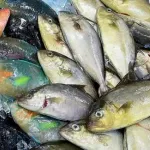 【急募】北海道→海鮮最高、沖縄→海鮮？？ｗｗｗｗｗｗｗｗｗｗｗｗｗｗｗｗ
