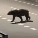 『クマ殺すな！どこで判断したんだ？』新聞配達員が食い殺された福島町に抗議電話相次ぐ