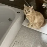 猫ってたまに風呂の様子見に来るよな