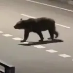 『クマ殺すな！どこで判断したんだ？』新聞配達員が食い殺された福島町に抗議電話相次ぐ