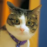【動画】猫ちゃん、ビン詰めになるｗｗｗｗｗｗｗｗｗｗｗｗｗｗ