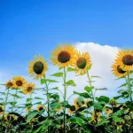 【悲報】日本、無事1年の半分が夏になるｗｗｗｗｗｗｗｗｗｗｗｗｗｗｗｗ