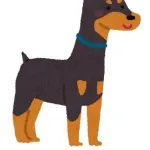 大型犬ドーベルマン(50kg)、市街を逃走wwwww