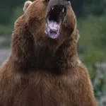 住民「新聞配達員がクマに襲われてるので金属バットを持ち外に出たが恐怖で見てることしかできなかった