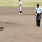 高校野球の試合中にハクビシンが乱入 試合が一時中断