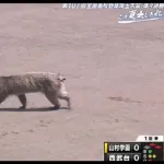 【動画】アライグマさん、甲子園予選に飛び入り参加してしまうwwwwwwwwwwwwwww
