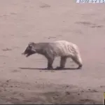 高校野球の試合中に乱入wwwwwwwwww