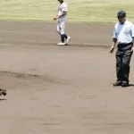 アライグマさん、甲子園予選に飛び入り参加してしまうwwww