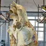 【画像】クジラさんの心臓デカすぎｗｗｗｗｗｗｗｗ