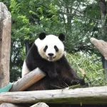 【悲報】パンダ抜きの和歌山県、ガチでなんもない模様ｗｗｗｗｗｗ