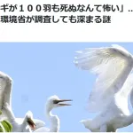 読売新聞「うーん…『サギ大量死』だけじゃ見出しとして弱いなぁ…せや！」