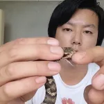 【動画】生きたマムシの頭を食いちぎるバケモノが現れるｗｗｗｗｗｗｗ