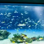 おまえらが一番好きな水族館