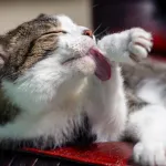 【動画】猫ちゃん、ガチでブチ切れるｗｗｗｗｗｗｗｗｗｗｗｗｗｗｗｗ