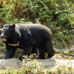 【疑問】ツキノワグマと鉢合わせたらどうすりゃええんや？