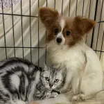 【悲報】女性「結婚するから飼ってたワンコとにゃんコ手放します♪」（施設にポイッ）←批判殺到・・・・・