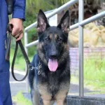 初出勤の警察犬、５０人で５時間半かけても見つけられなかった行方不明者を４分で発見してしまうｗ