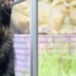 初出勤の警察犬、５０人で５時間半かけても見つけられなかった行方不明者を４分で発見してしまうｗ