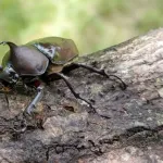三大嫌われない昆虫「カブトムシ」「クワガタ」