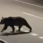 北海道へのクレーム電話「人間が駆除されるべき」←これ
