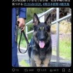 初出勤の警察イッヌ　わずか4分で行方不明者見つける
