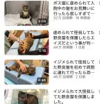 【朗報】もちまる日記さん、保護猫が加入し3匹体制へ